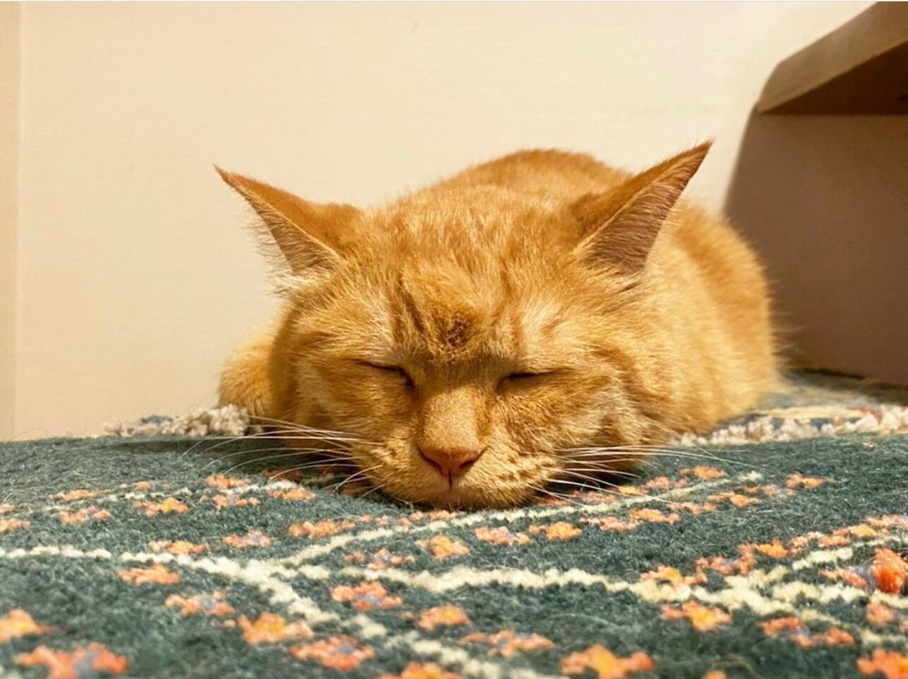 ペットも喜ぶ！天然ウール100％お手入れも簡単です