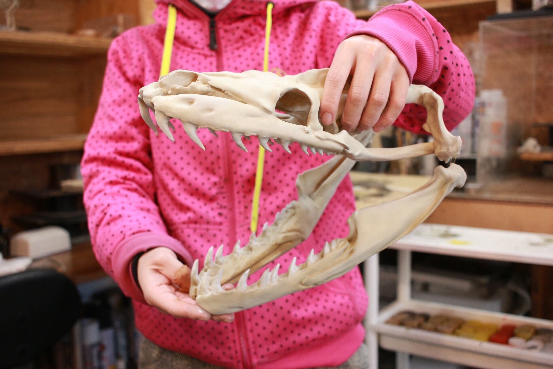 アミメニシキヘビ 頭骨 標本 ☆即納☆アミメニシキヘビの頭骨☆ 10cm - 頭骨・骨格標本・剥製