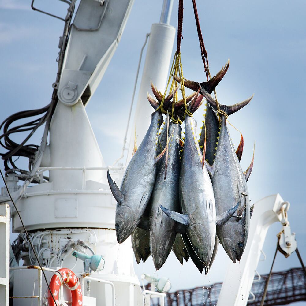 焼津水揚げの鮪