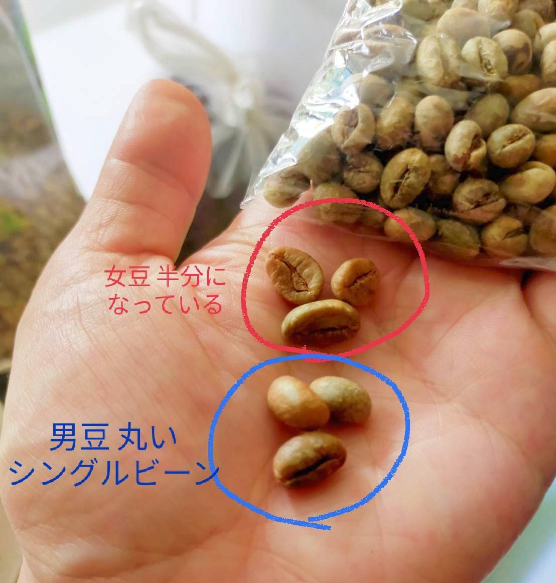 シングルビーン（ピーベリー）は１つの豆（丸い）ですが、通常の豆は２つで１つなので半分に割れています！