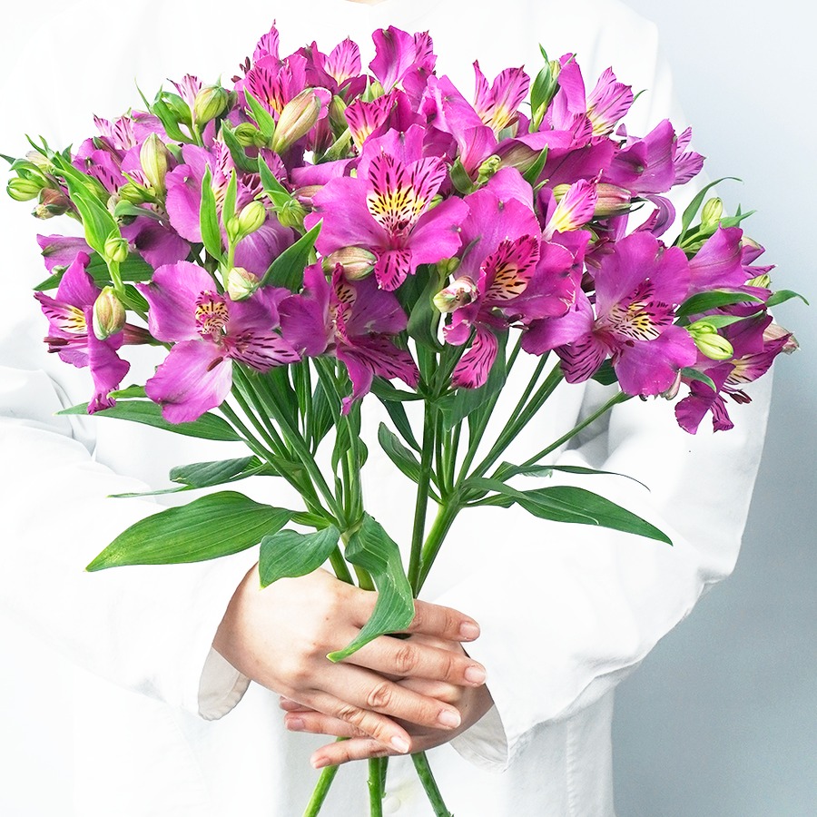 Ja上伊那から届く アルストロメリア アメジスト 5本 送料込み よいはな Yoihana 最高品質のお花をお届けするネット通販 Ja上伊那から届く アルストロメリア アメジスト 5本 送料込み よいはな Yoihana 最高品質のお花をお届けするネット通販