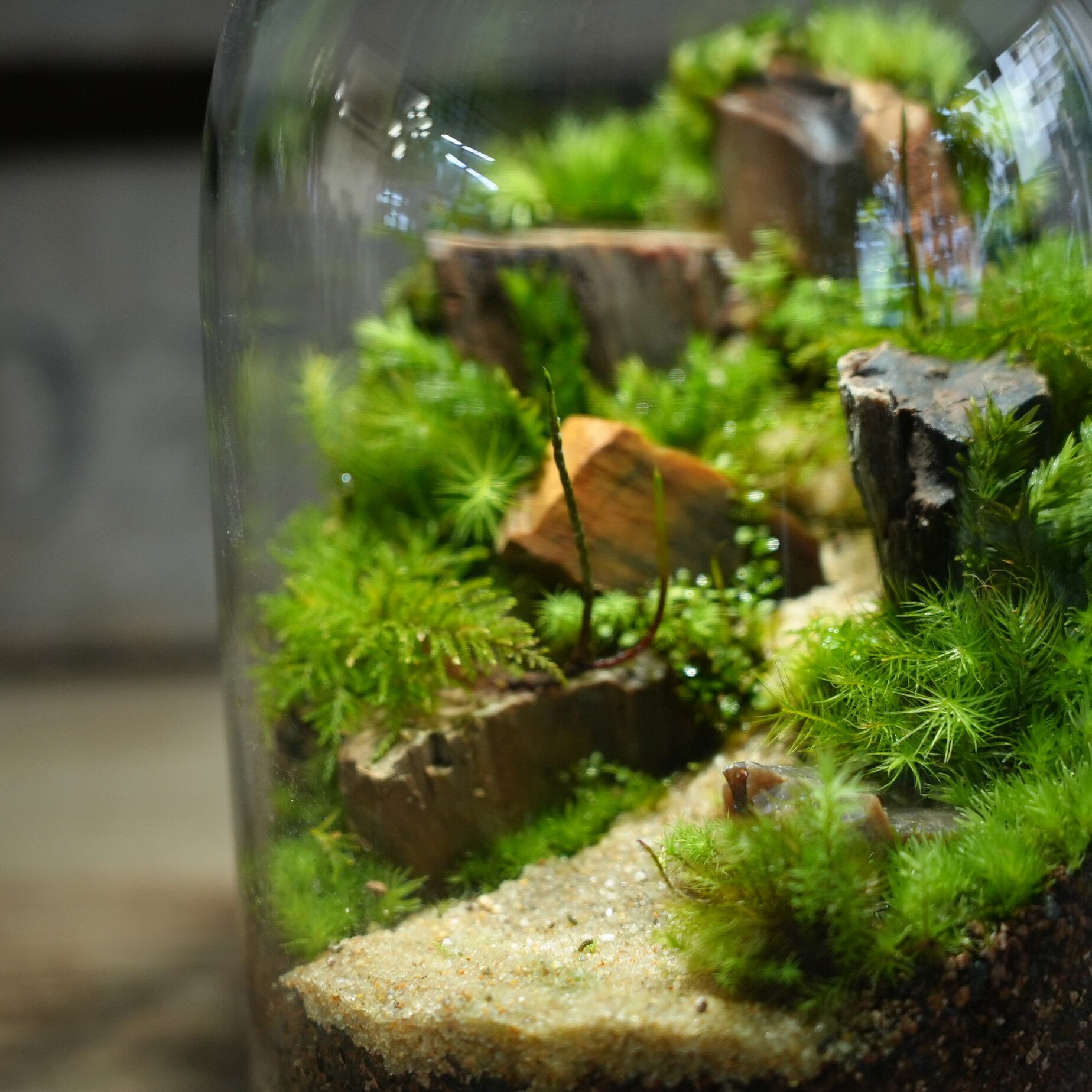 木化石 200g入り【レイアウト用・着生用】 | 苔テラリウム専門