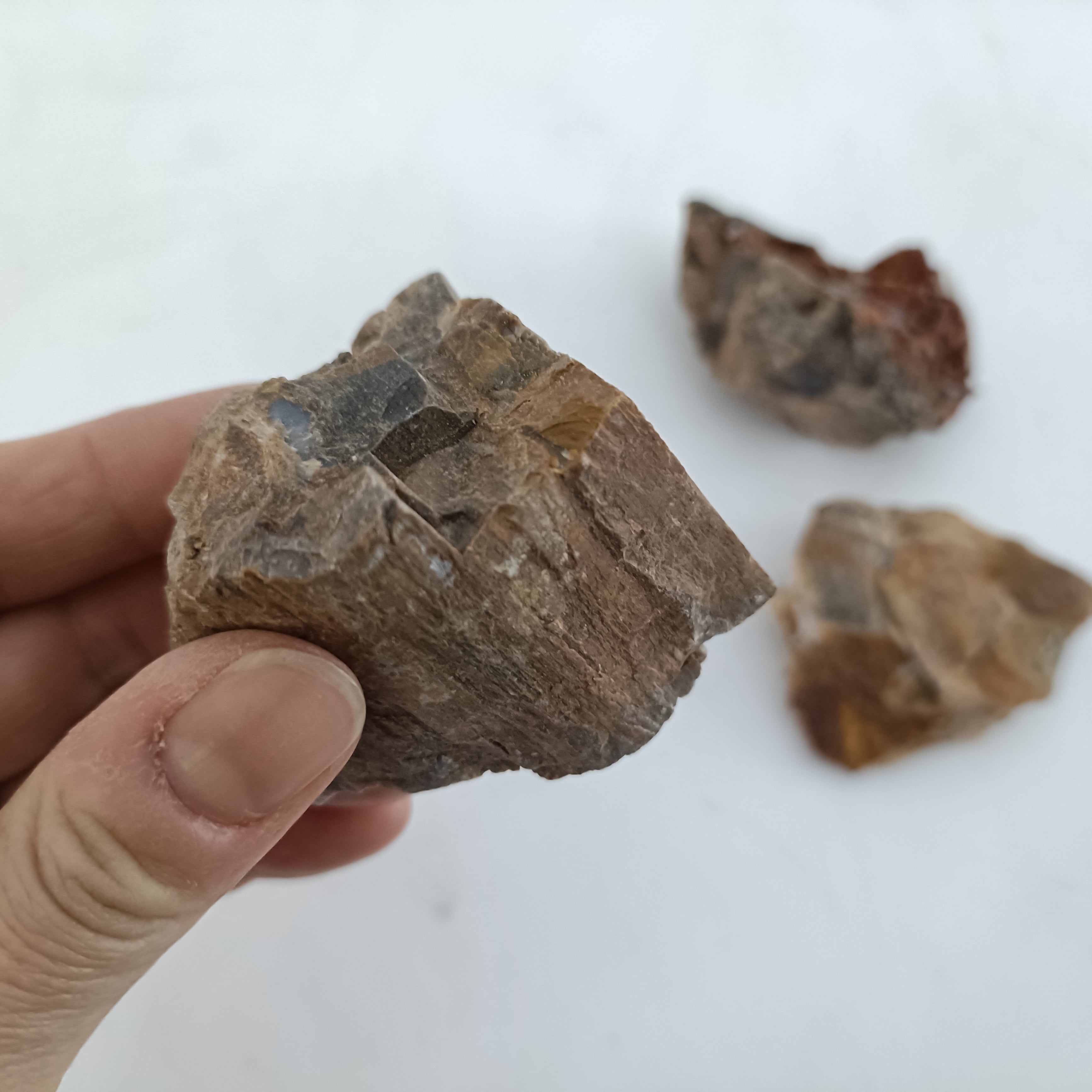 木化石 200g入り【レイアウト用・着生用】 | 苔テラリウム専門