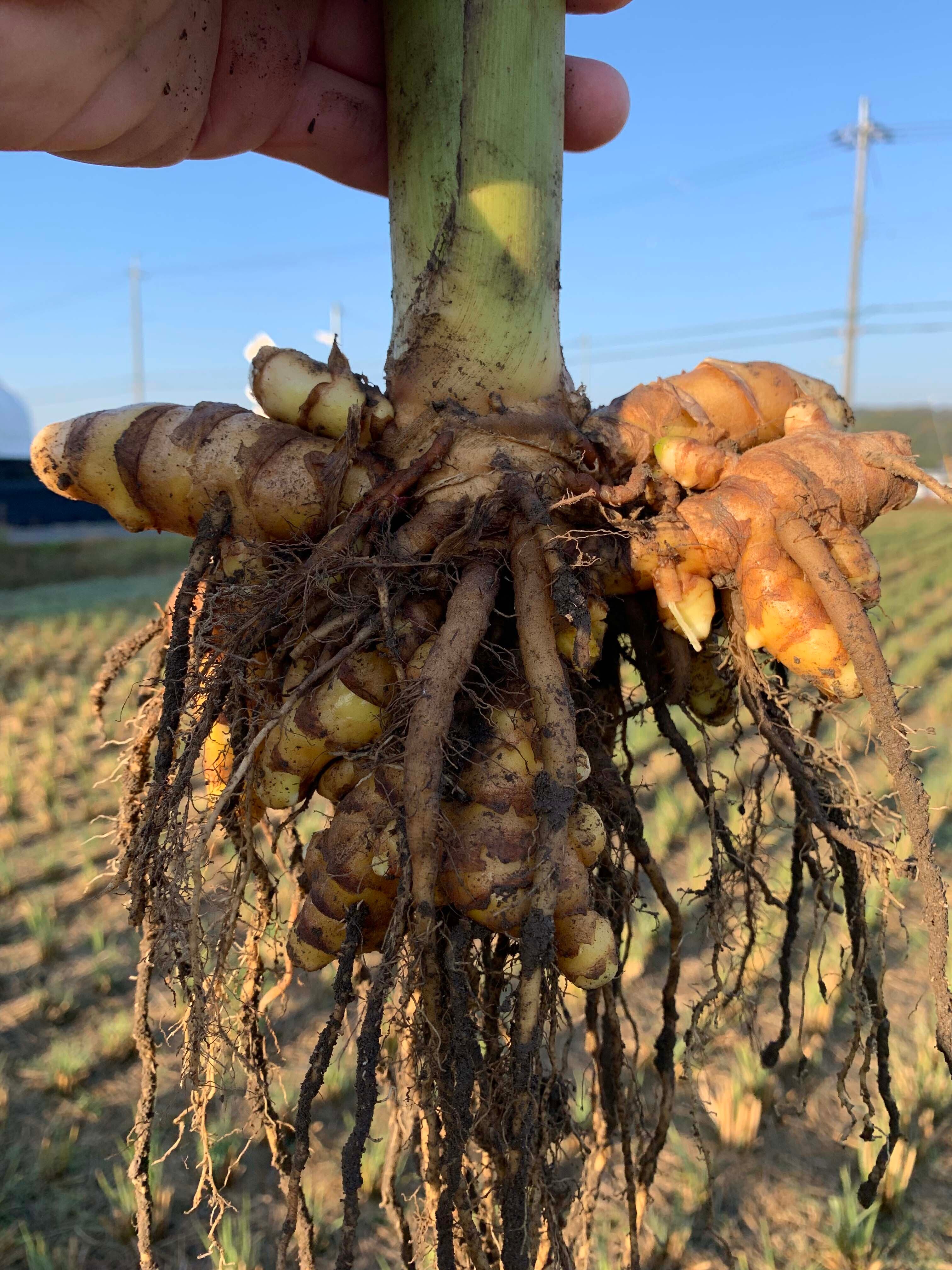 根塊も生命力にあふれています！