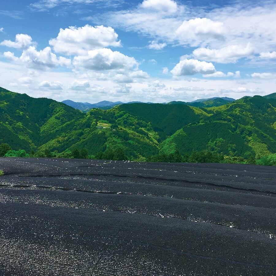 天空の大かぶせ茶園 Great Kabusecha Garden in the mountain