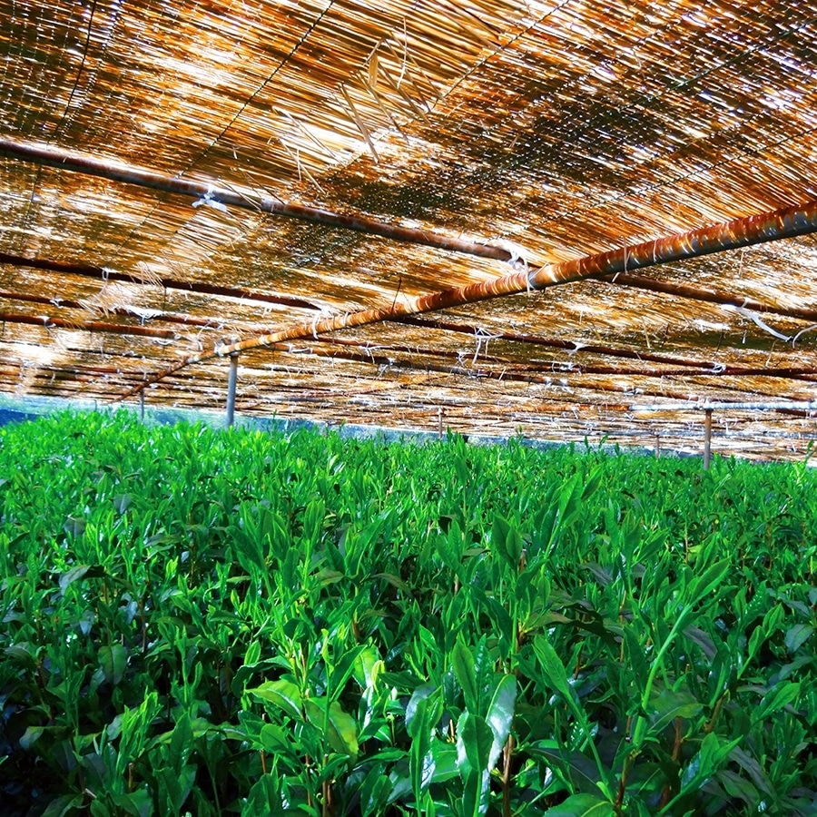 被覆栽培：藁で編んだ菰（こも）を掛け直射日光を遮ぎることにより甘みが増し豊かな味わいに