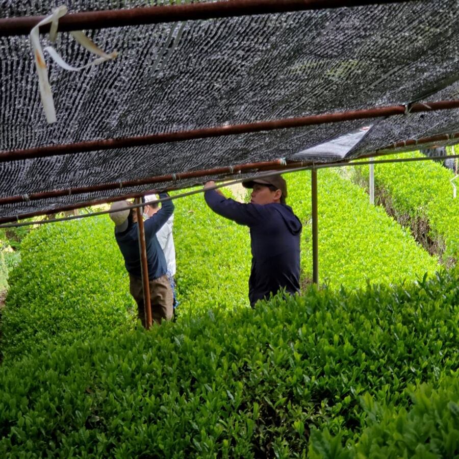 有機玉露茶園の棚掛けの様子