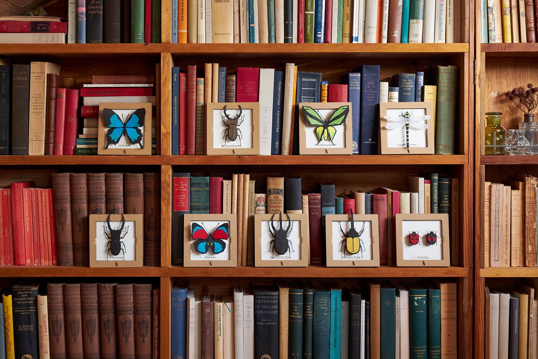 改造コーカサスオオカブト完全体　美品 2025年最新】改造コーカサスの人気アイテム - メルカリ