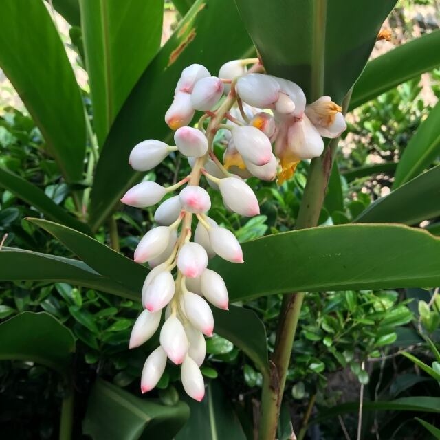 月桃エキスに含まれる抗酸化作用でエイジングケアと同時にミネラルを効率的に補えるのが魅力