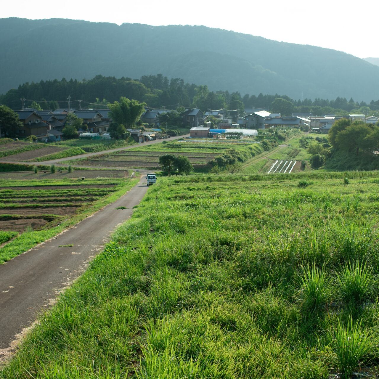 石川県の広大なハーブ農園で自然栽培されたハーブ