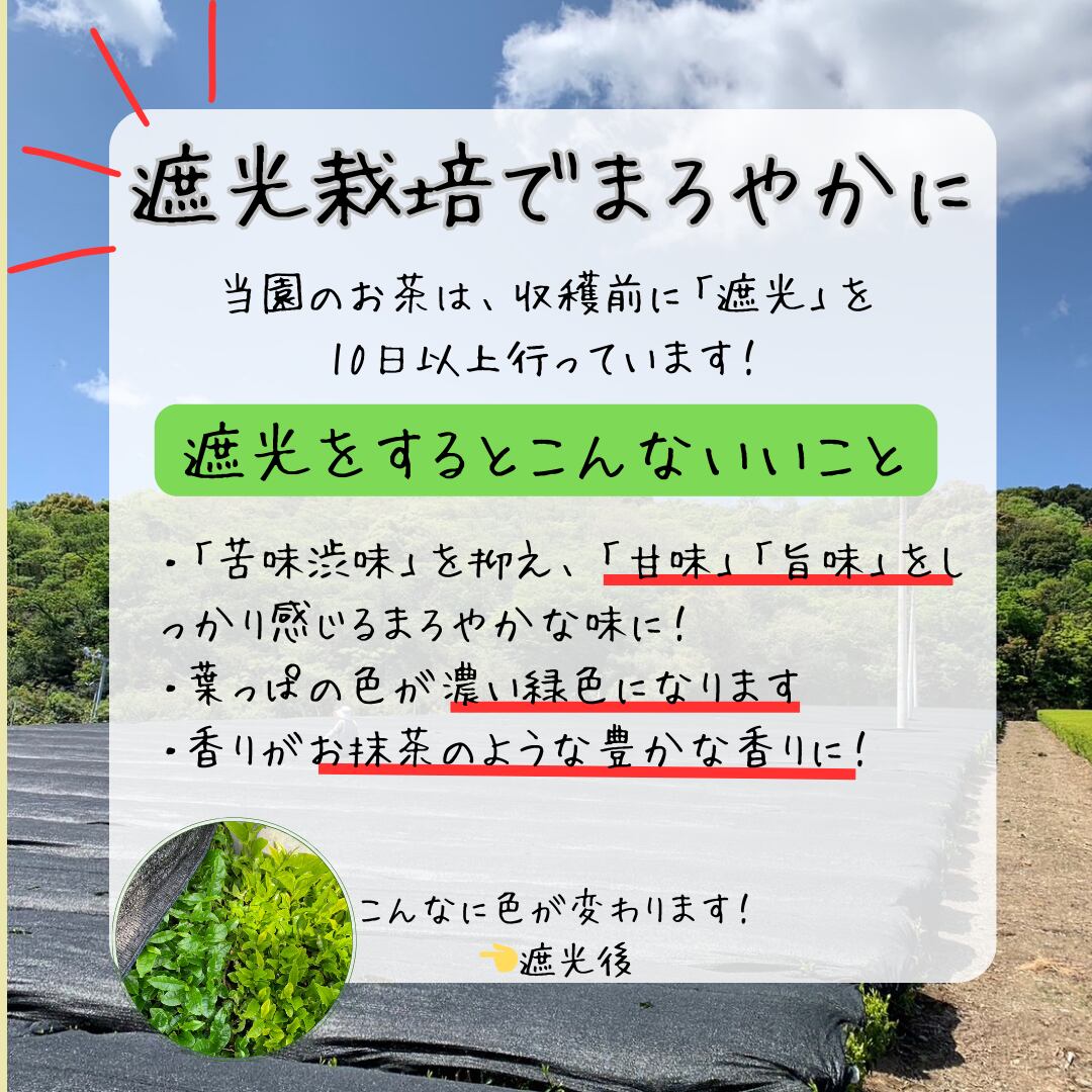 令和7年度新茶】荒茶仕立てさえみどり 70g | お茶のながや