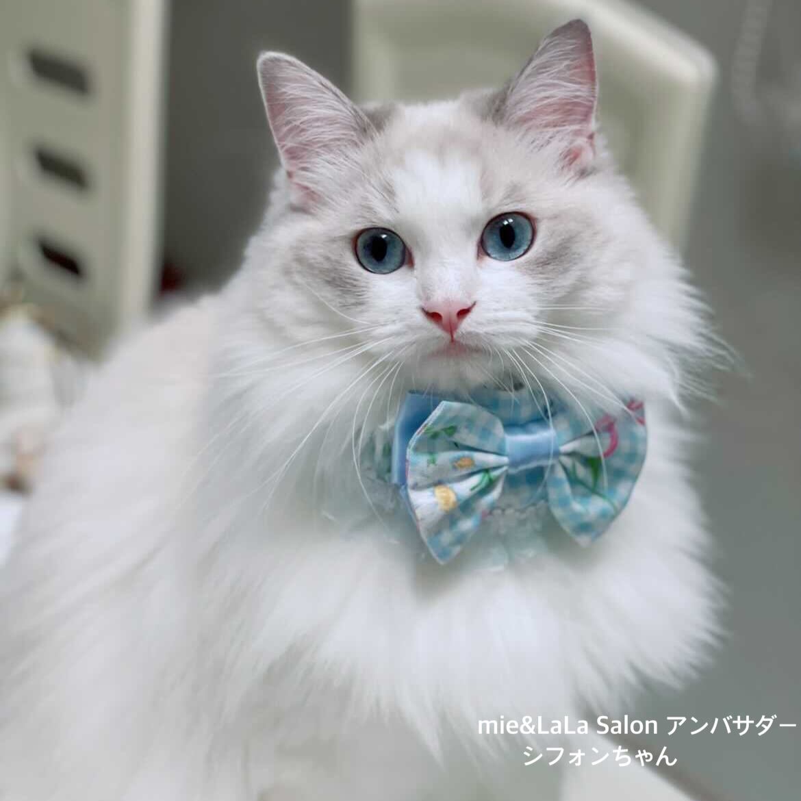 アンバサダーのシフォンちゃん