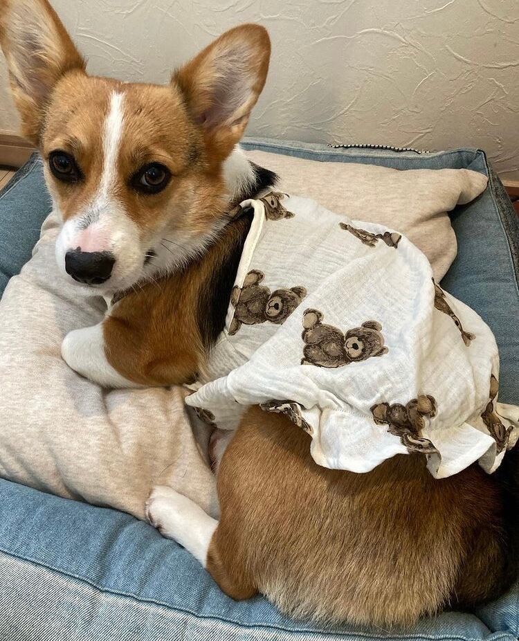 モデルサイズ 首周り 35㎝、胸周り 48㎝、胴周り 41㎝、着丈 41㎝) 