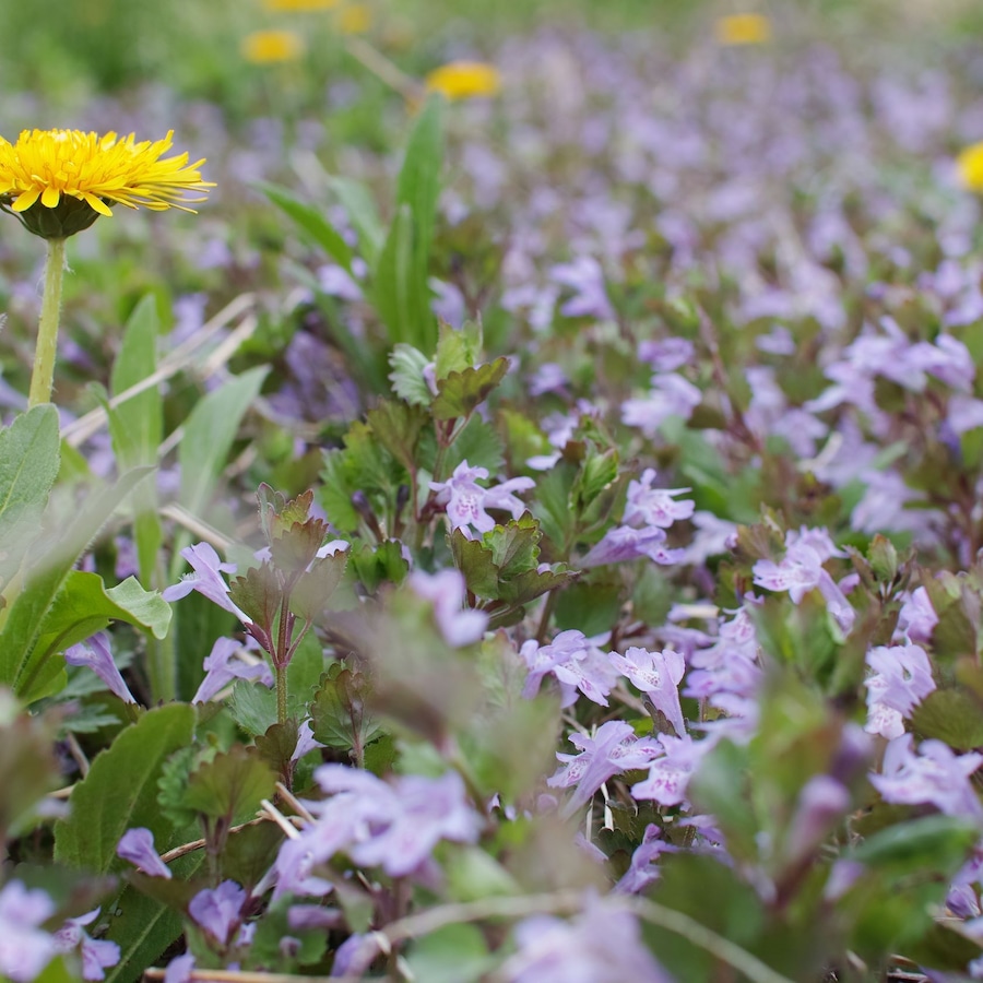 春の農園。タンポポとカキドオシ