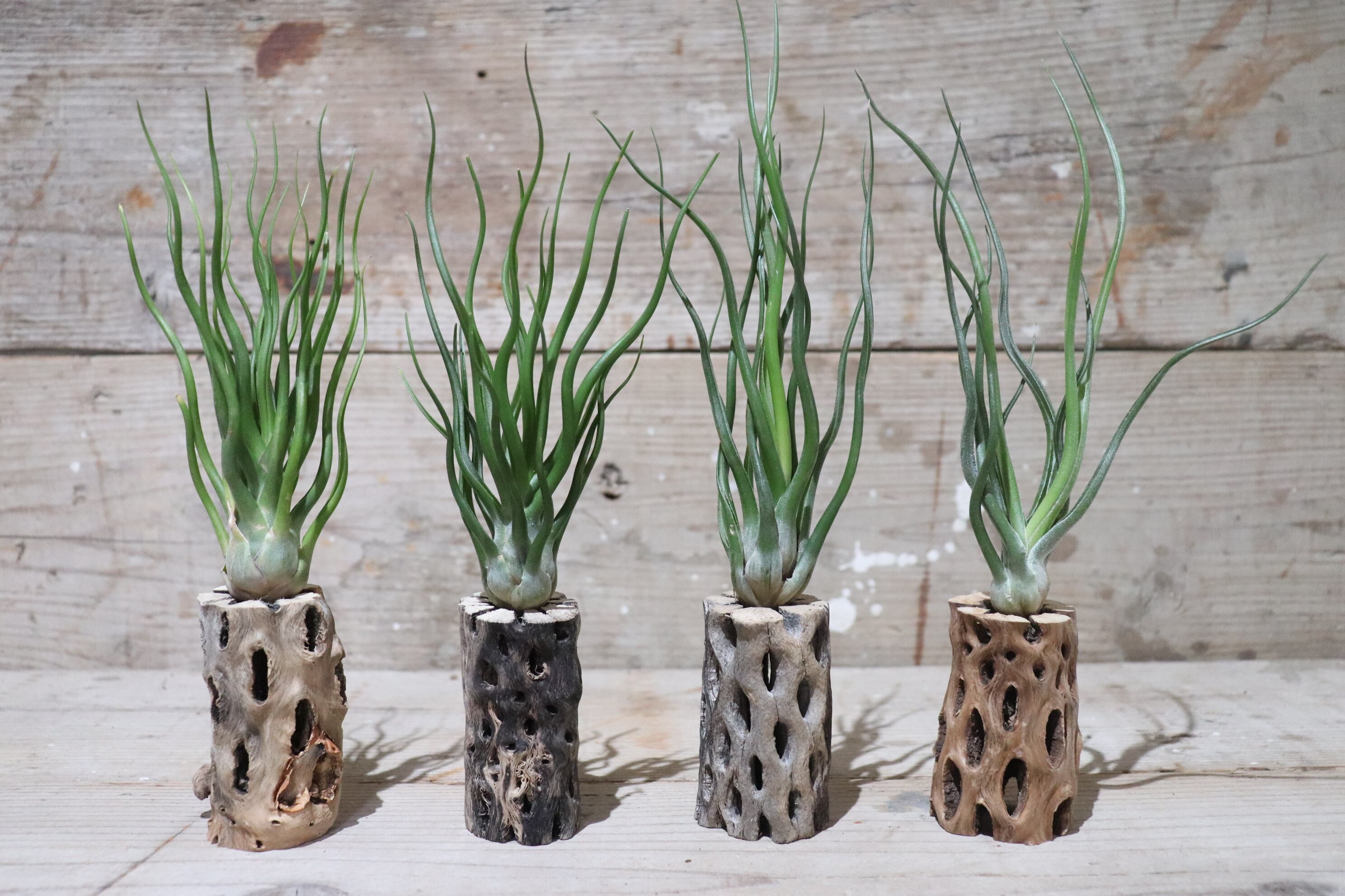 送料無料】bulbosa HYBRID M〔エアプランツ〕現品発送T1804