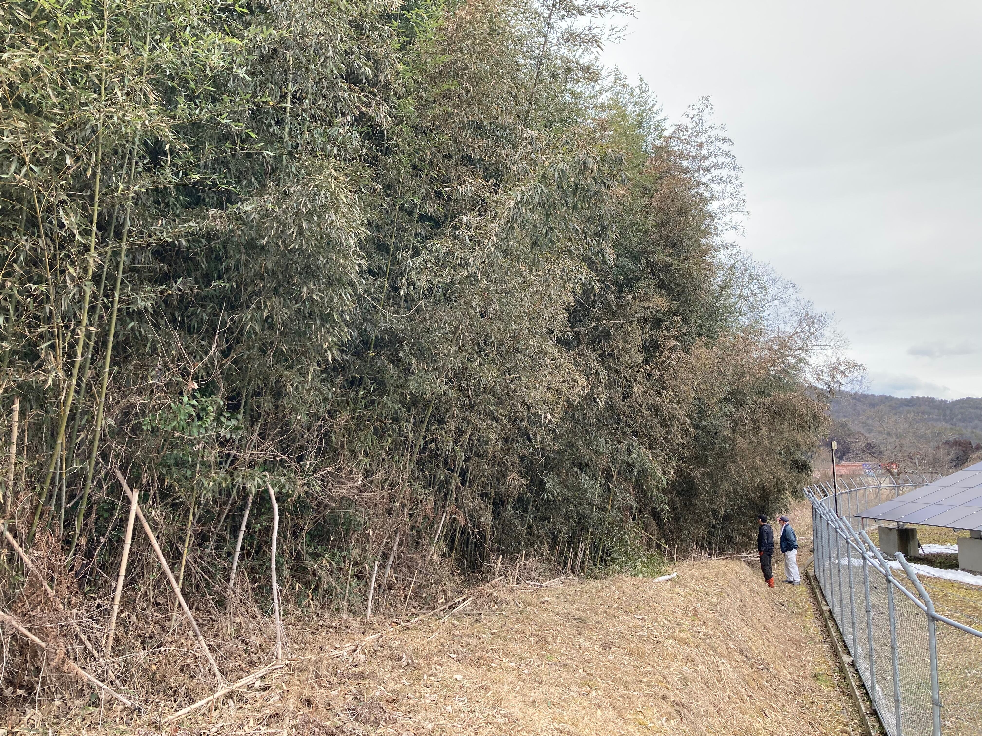 整備されず荒れた竹林はイノシシやシカの格好の隠れ場所