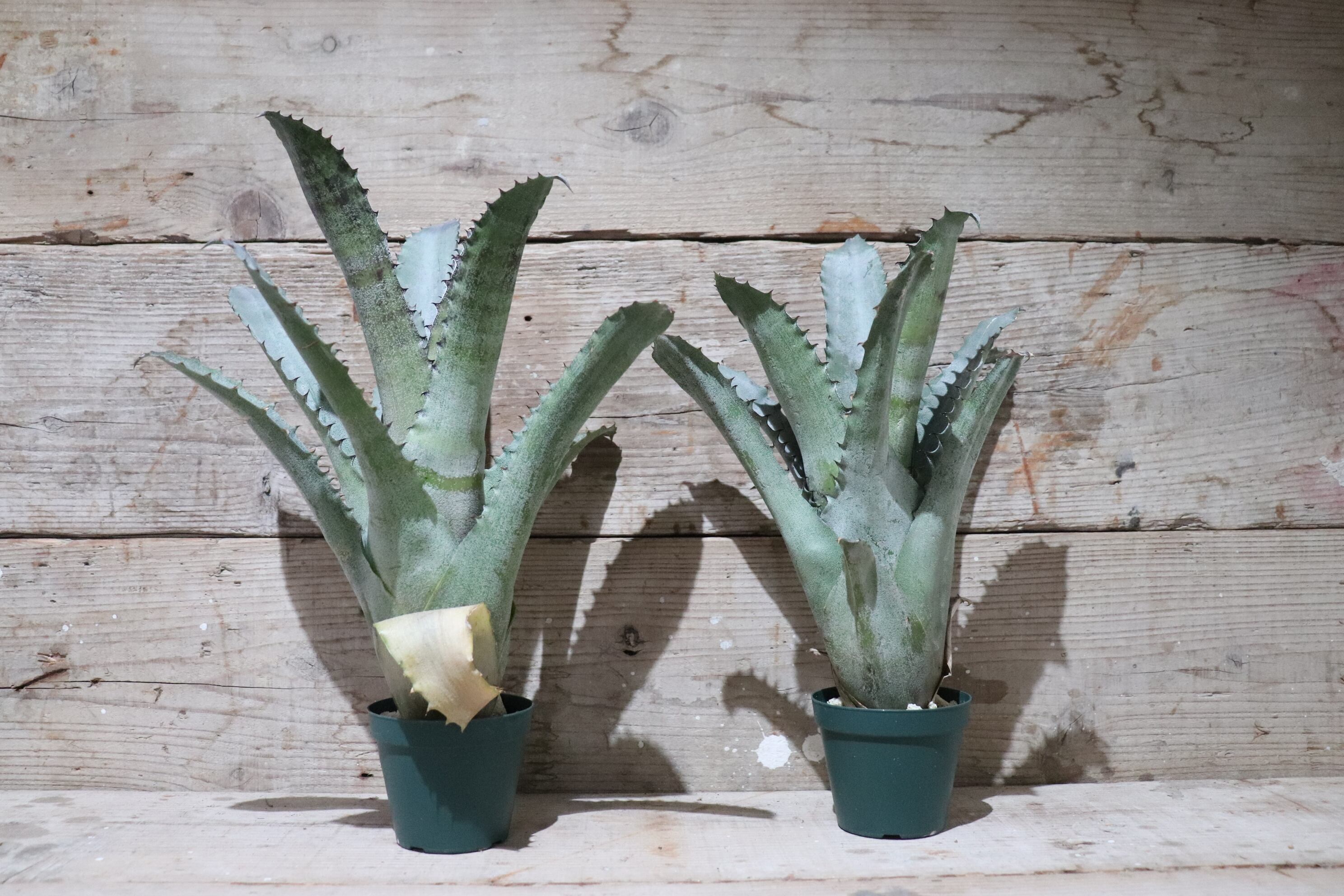 送料無料】 Hohenbergia sp. Sandra's Mountain〔ホヘンベルギア