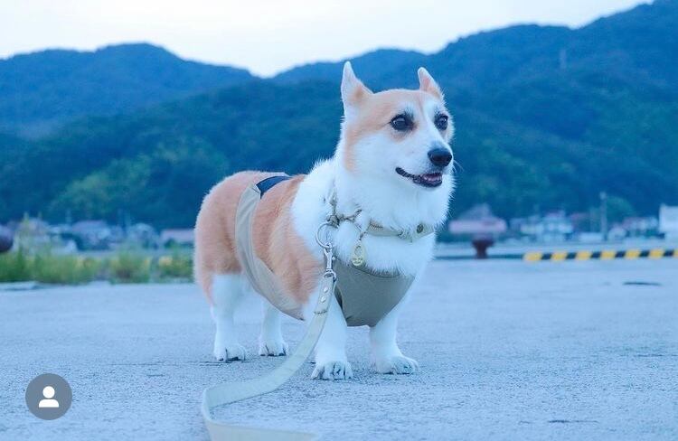 モニターモデル ぷーあるちゃん (Insta ID: puaru__corgi 様)