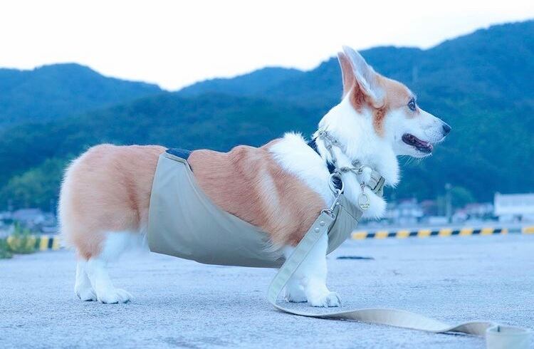 モデルサイズ (首周り 42㎝、胸周り 60㎝、胴周り 49㎝、着丈 47㎝) M サイズ着用