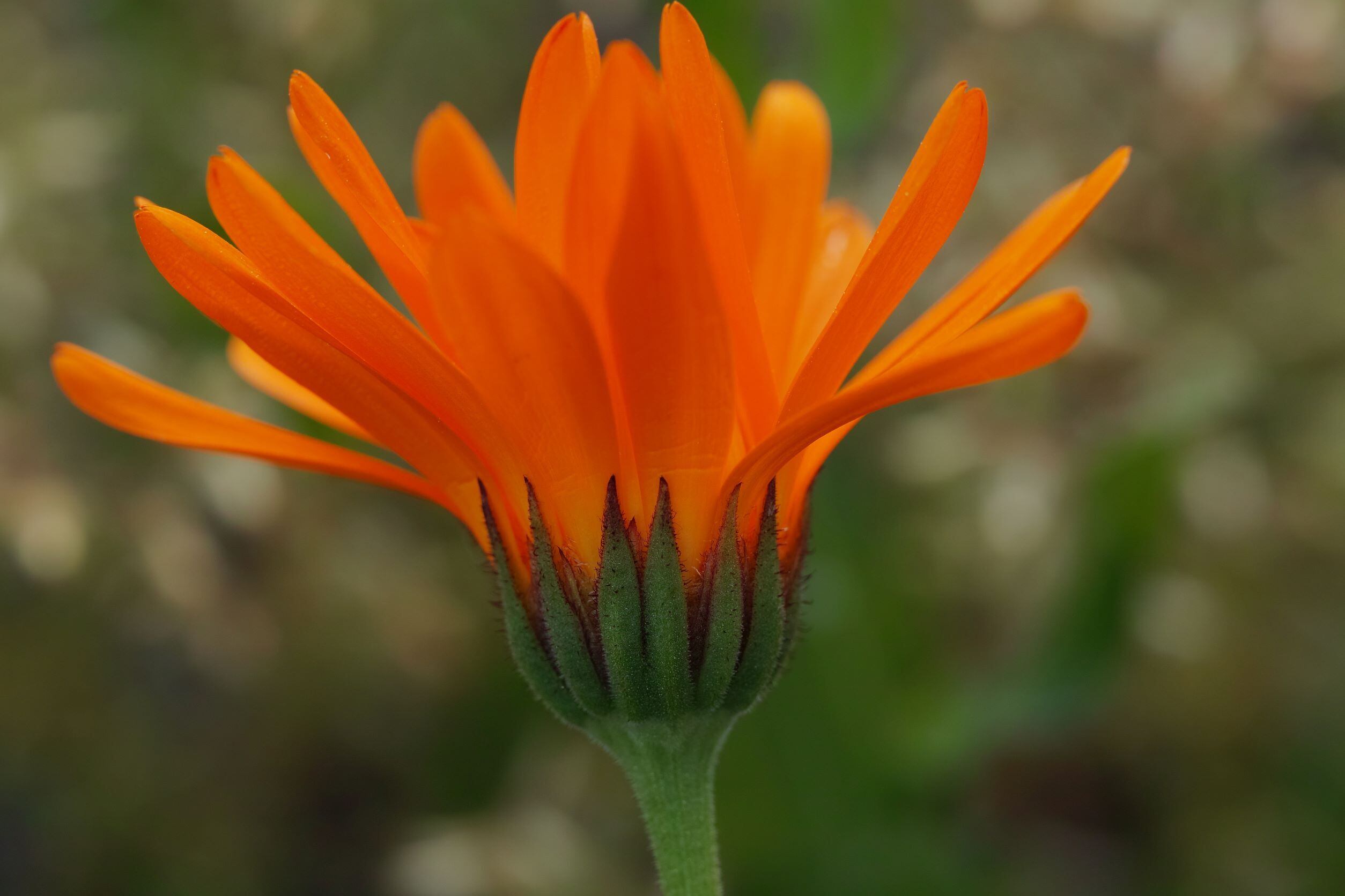 マリーゴールド