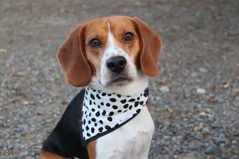 モデルサイズ (首周り 31㎝)