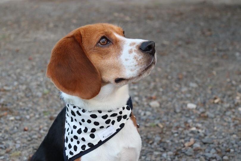 モニターモデル アルドくん (Insta ID:@plince_aldo_116 様)