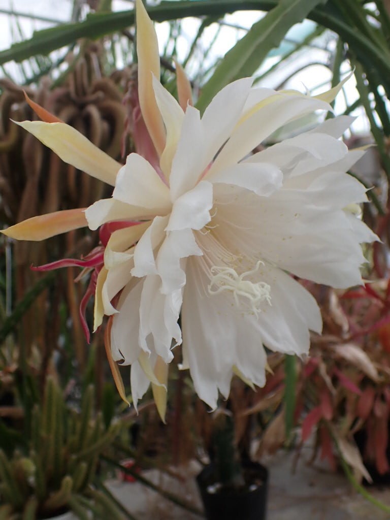 Epiphyllum hybrid ′白狐の精′ 10．5cmPOT 3．5号鉢