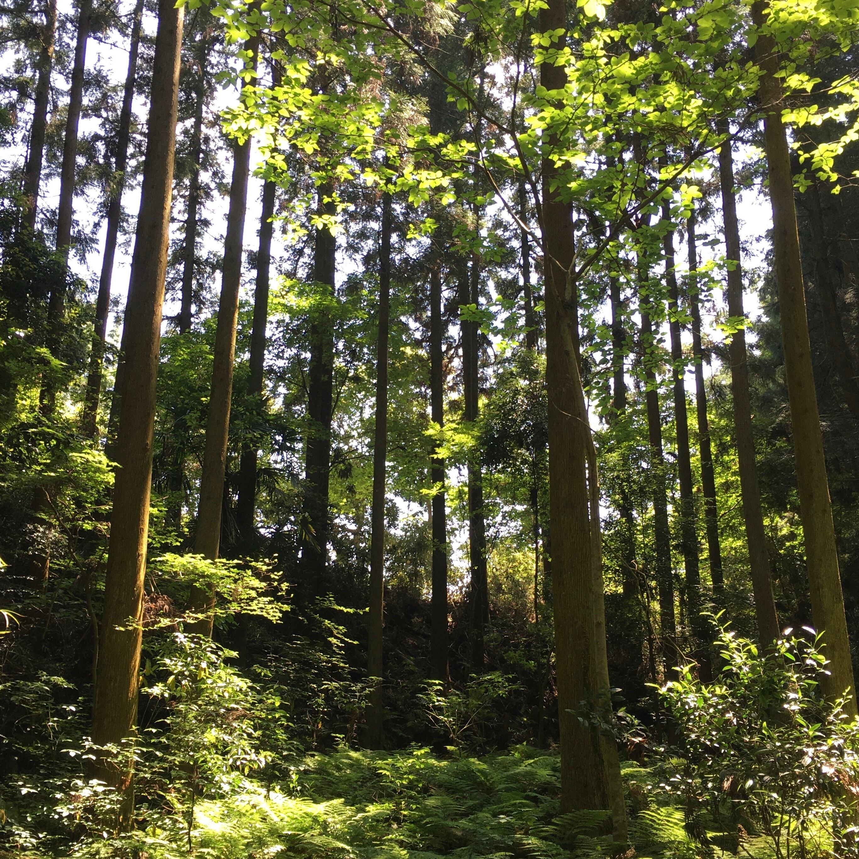 🌿 健康な森林維持には間伐が必要です 🌿 間伐材を活用することで森林保全につながっています 🌿
