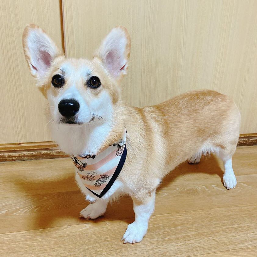 モニターモデル ゆずちゃん (Insta ID@rey.yuzu 様)