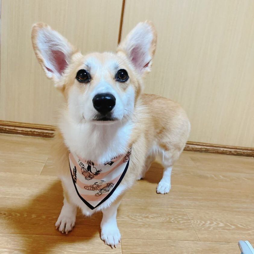 モデルサイズ 首周り 38㎝