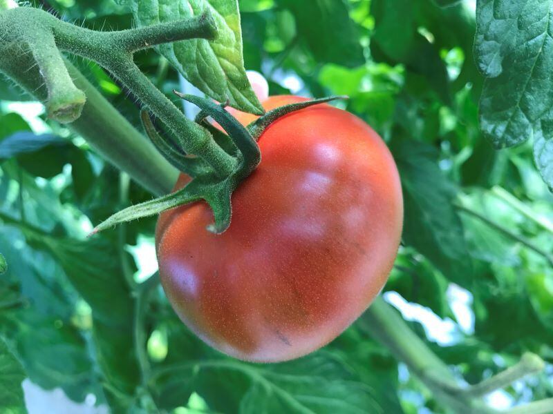 とまと購入ページ 1箱 ぐんまの誇る「フルーツトマト”ブリックスナイン”」（JAに