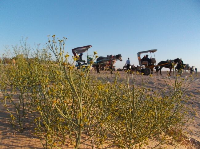 夕暮れのサハラ散策スポット
