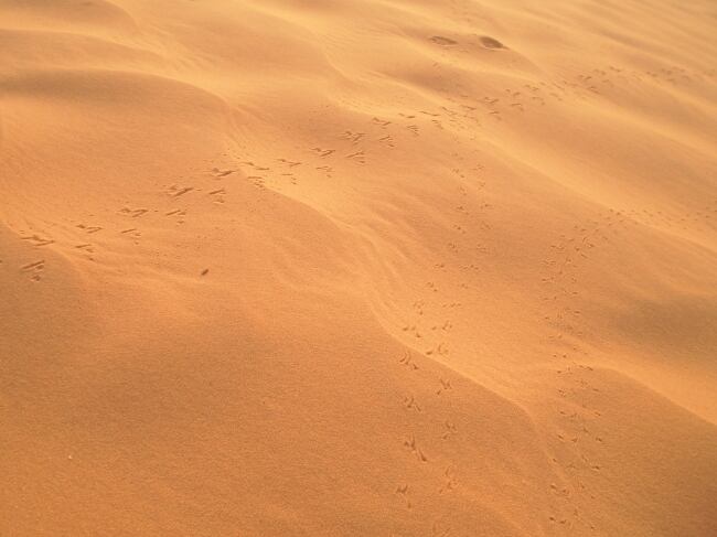 サハラの砂の上にいきものの証