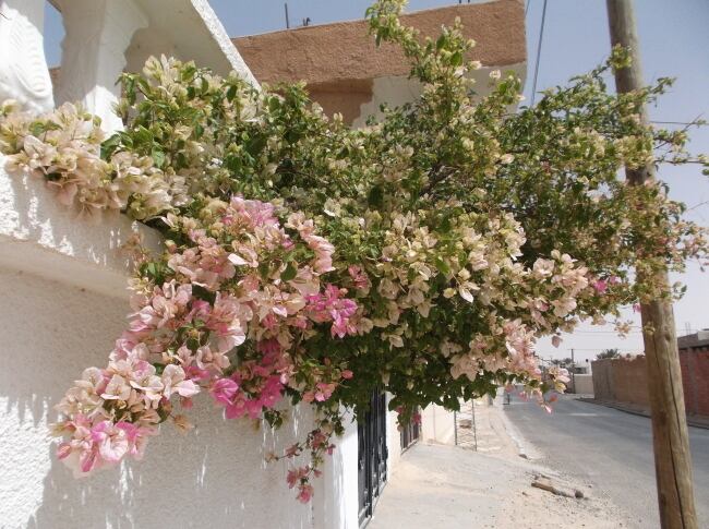 太陽がよく似合うブーゲンビリア