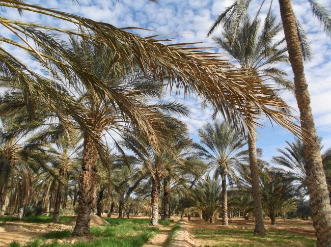 砂漠の町に広がるヤシのオアシス