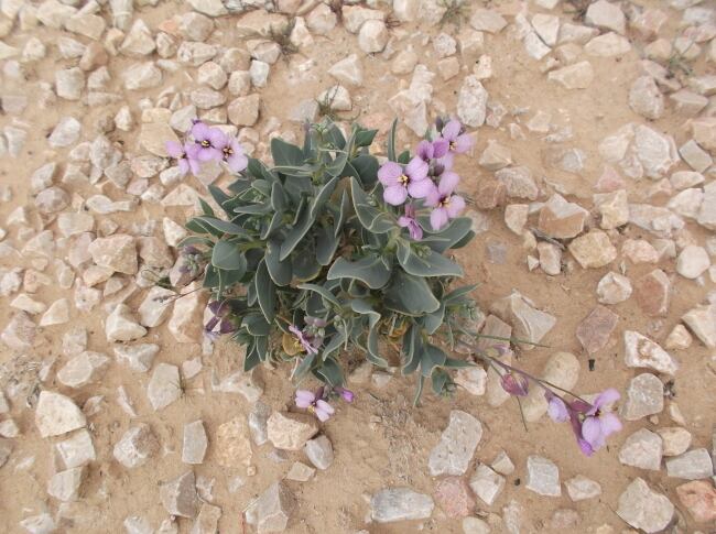 砂漠に育つ可憐な花