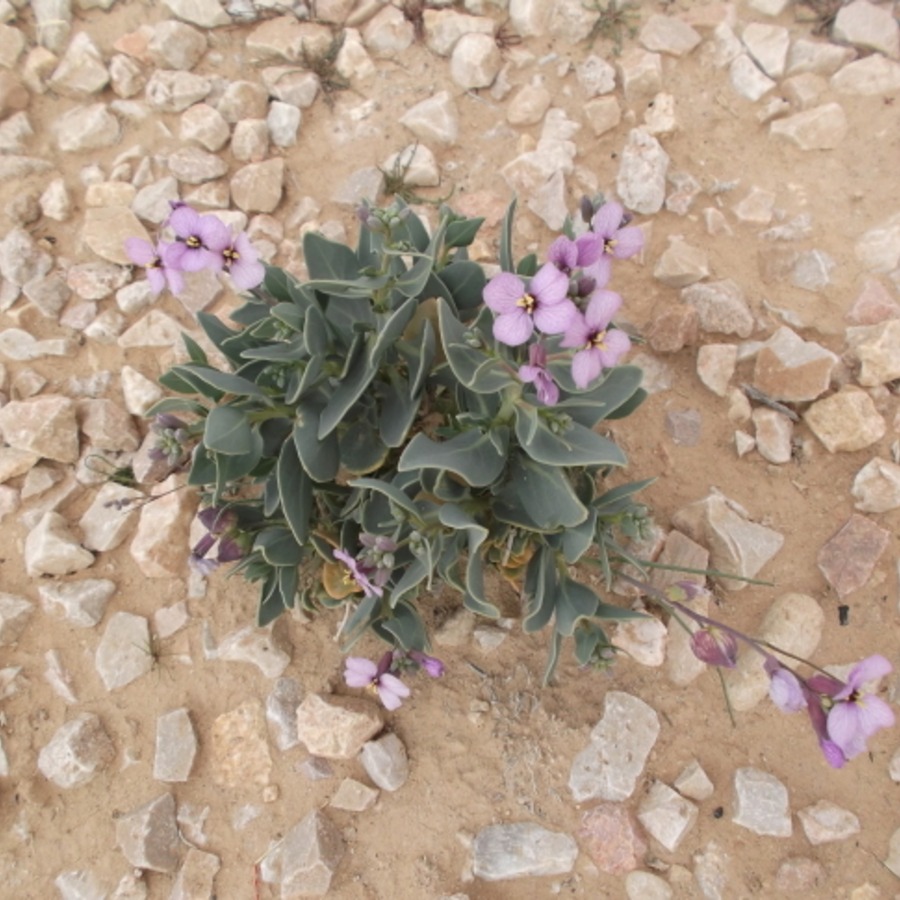 砂漠に育つ可憐な花