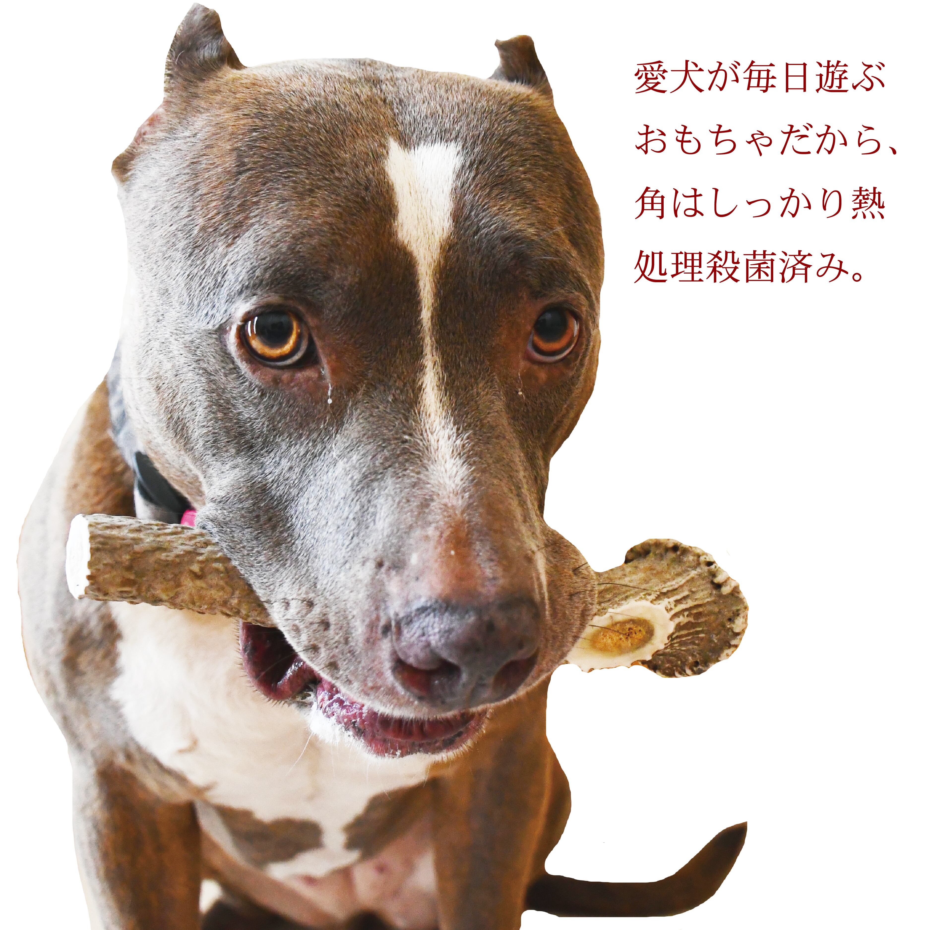 しっかり熱殺菌処理済