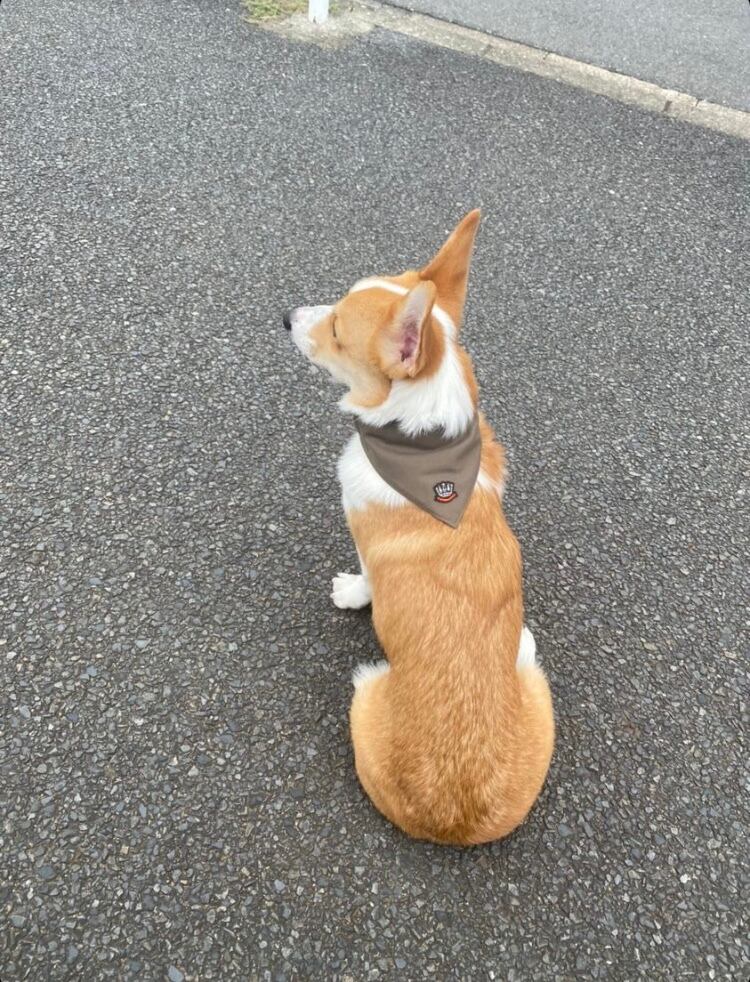 モニターモデル メロくん (Insta ID@mellomello_corgi 様)