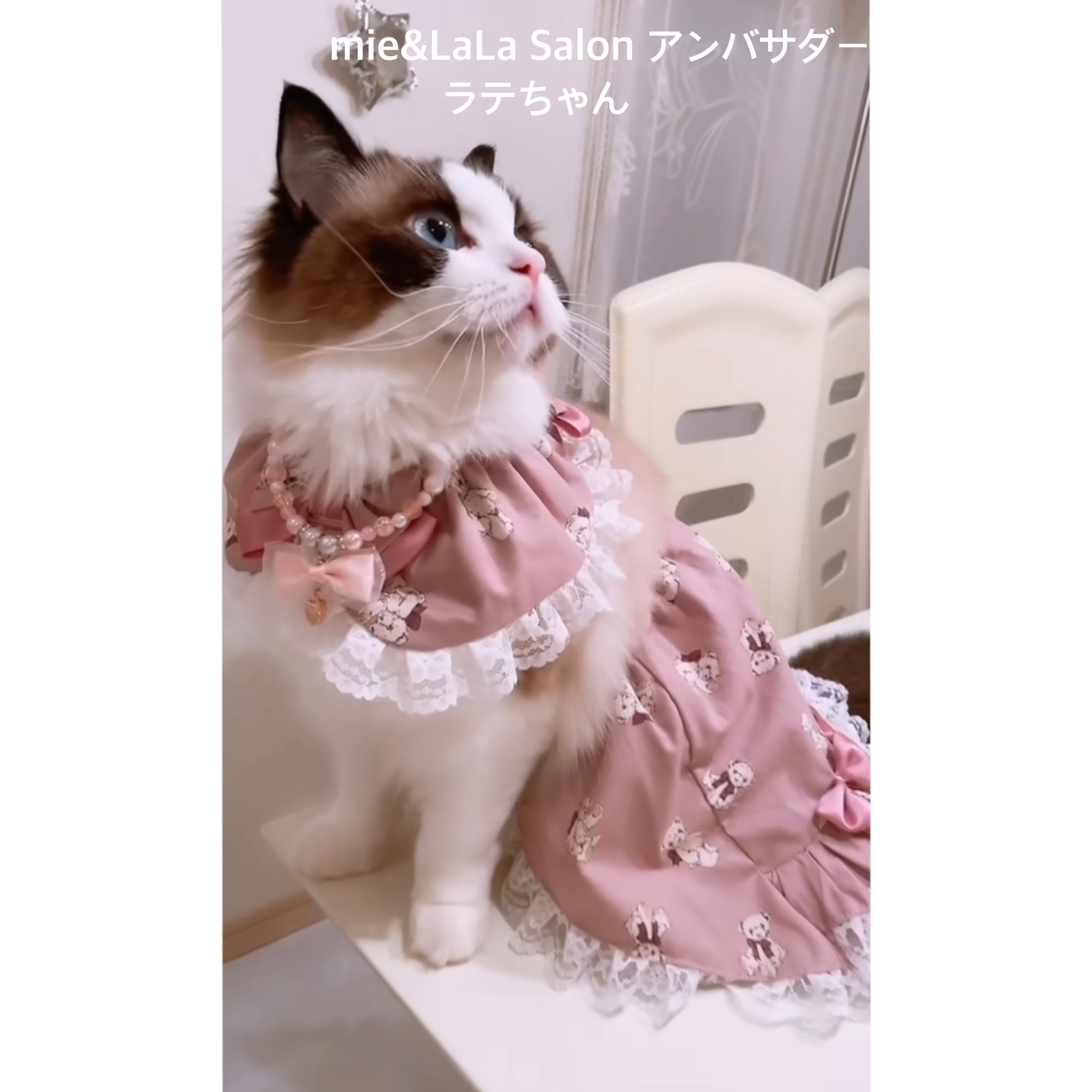 アンバサダーのラテちゃん