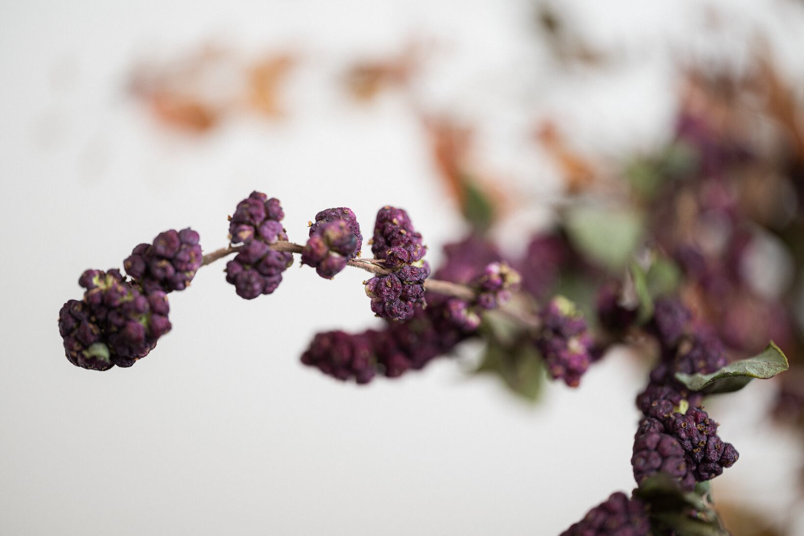 キャプション２