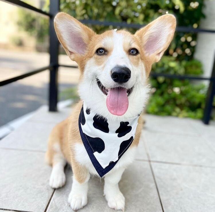 モニターモデル すだちちゃん(Insta ID:@sudachi0203 様)