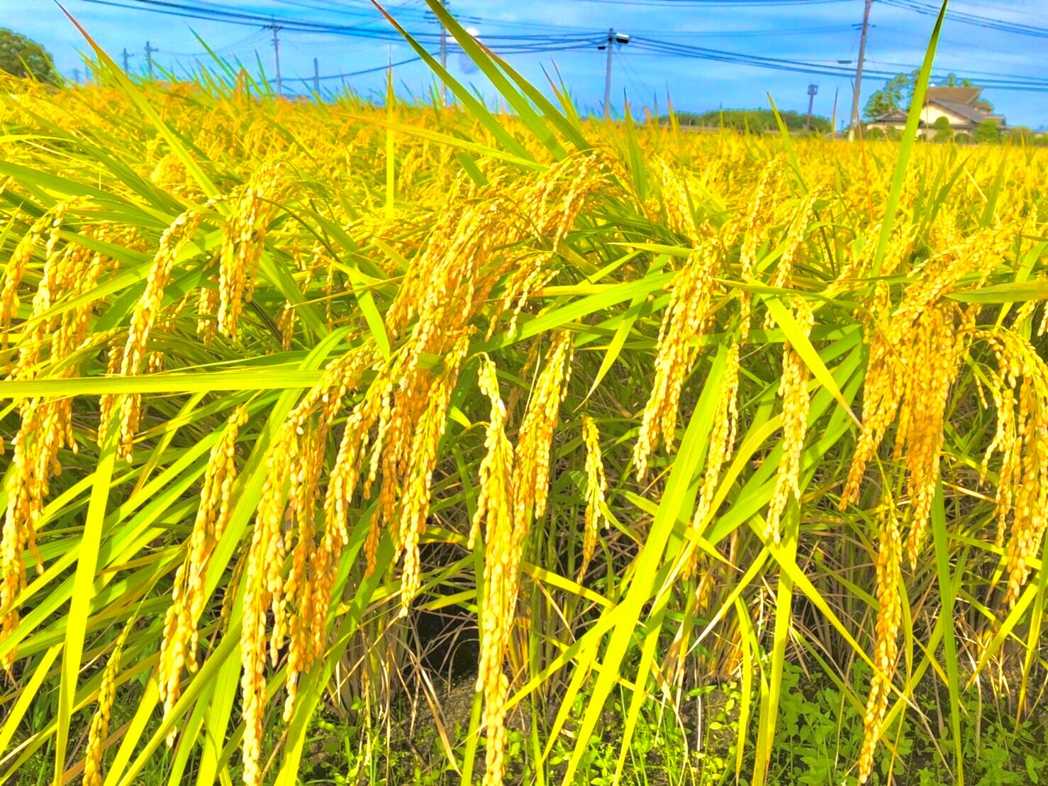 食卓に美味しいお米を。