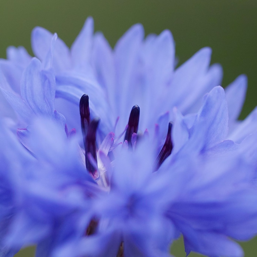 コーンフラワー