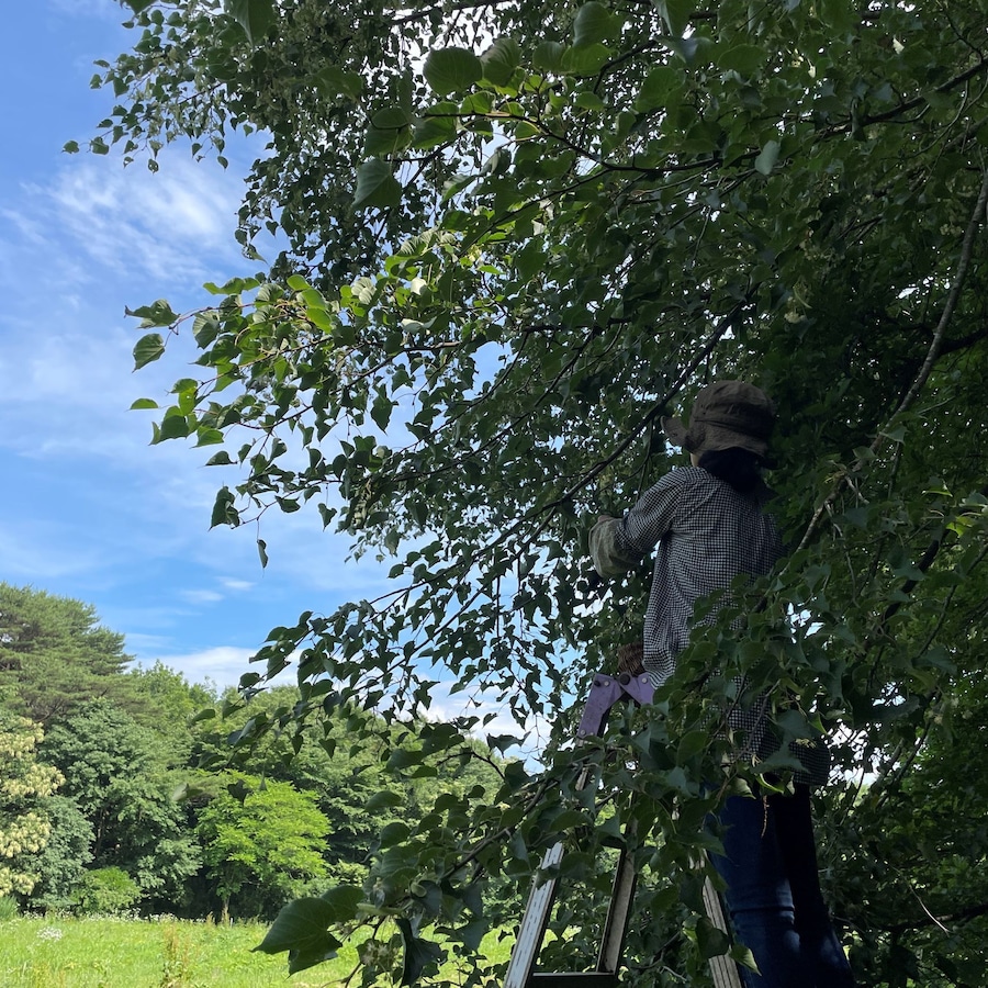 シナノキの花の収穫
