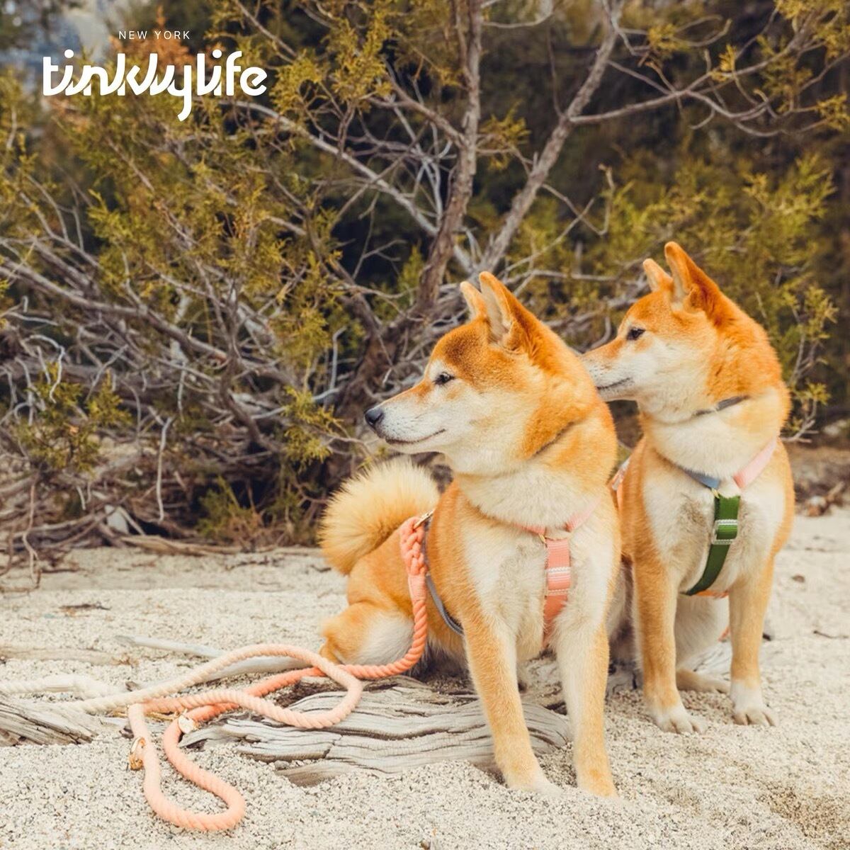 サマーデー×レインボー