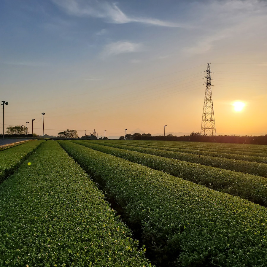 南国鹿児島の夕暮れに彩られる茶畑