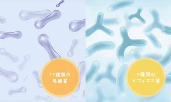 17種類の乳酸菌×5種類のビフィズス菌で毎日のめぐりをサポート 理想的なバランスに欠かせない乳酸菌