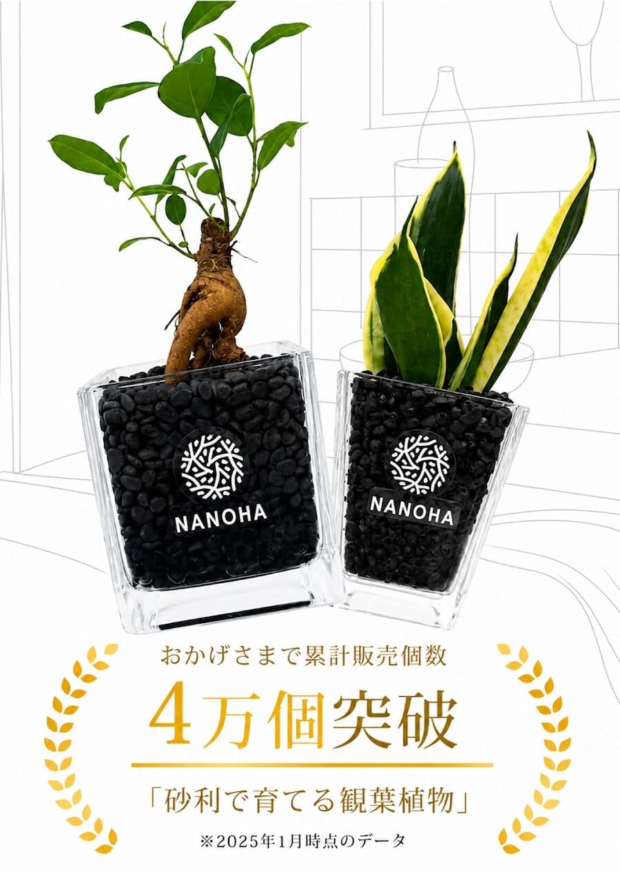 ガジュマル】お洒落な砂利で育てる観葉植物・虫が湧きにくく衛生的（黒