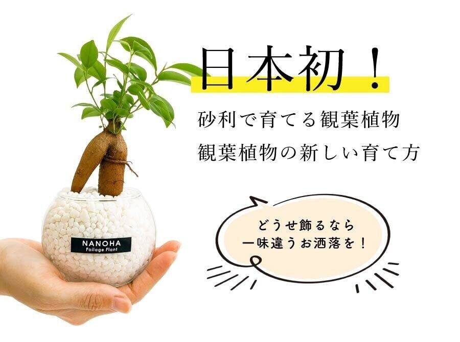 ガジュマル 白砂利（丸容器） | インテリアグリーンショップ【NANOHA